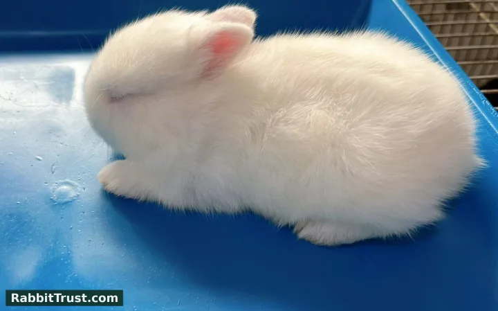 1 month-old Netherland Dwarf Rabbit Kit (REW) Available!