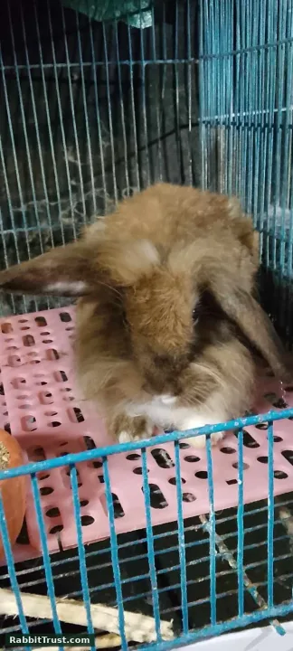 Holland lop Brown doe available