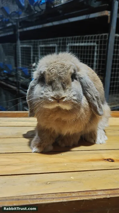 Holland Lop For Rehoming