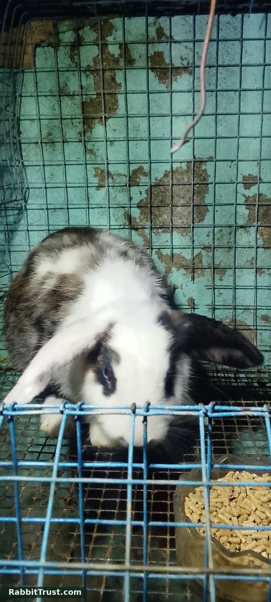 Rabbit photo 4