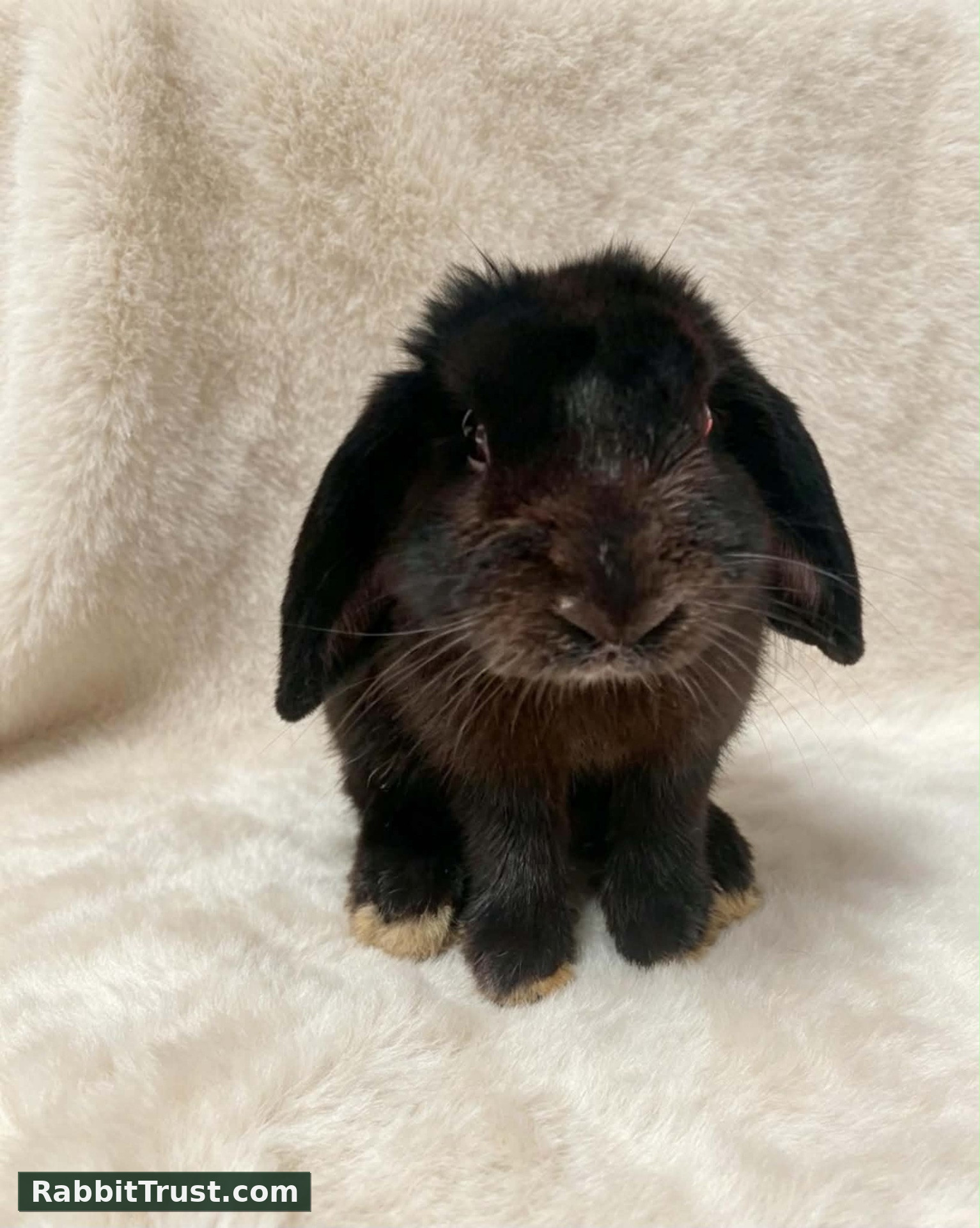 Pet Type Holland Lop