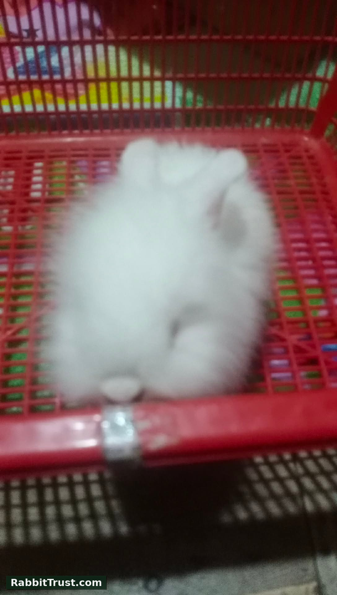 Rabbit photo 3
