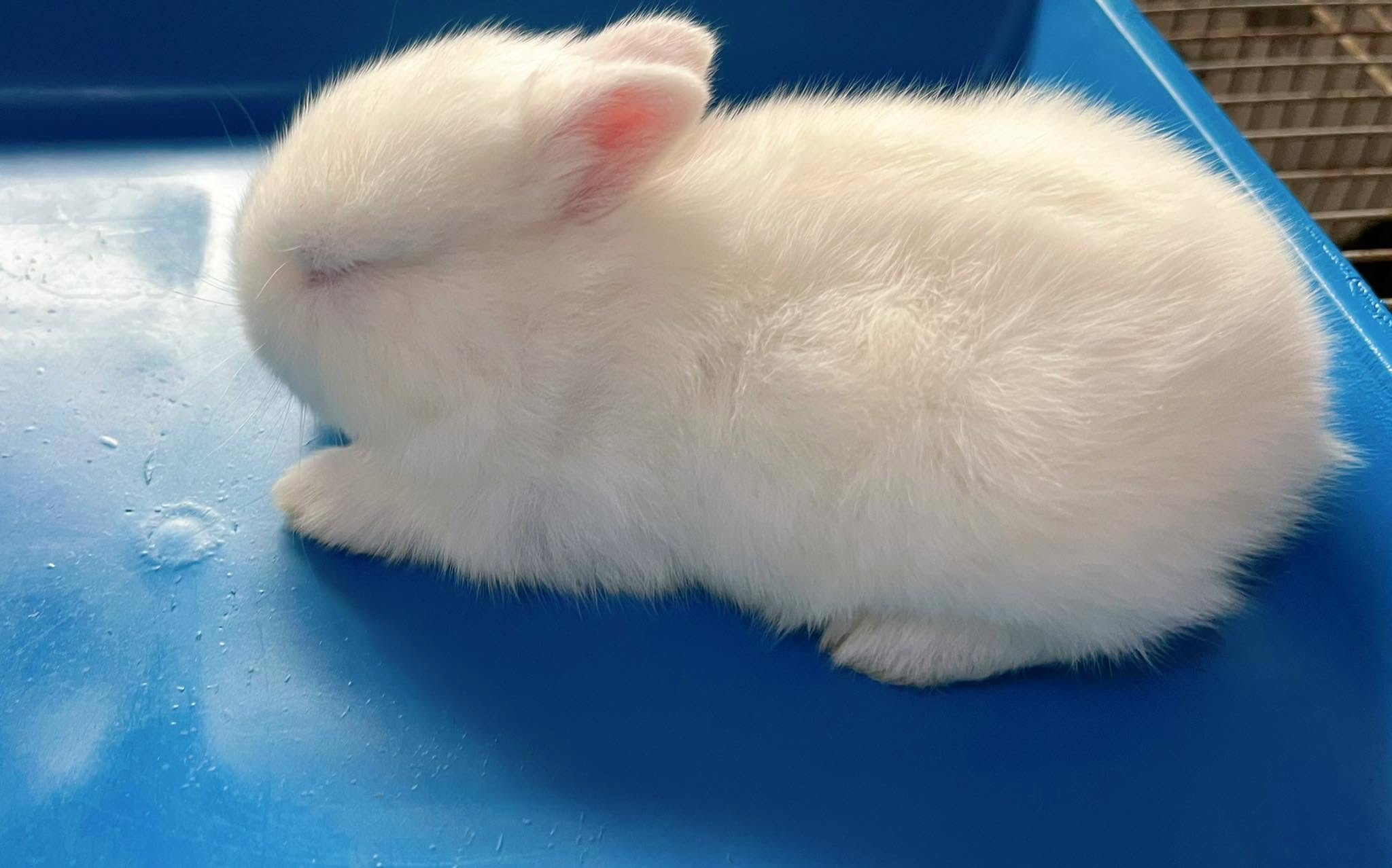 1 month-old Netherland Dwarf Rabbit Kit (REW) Available!