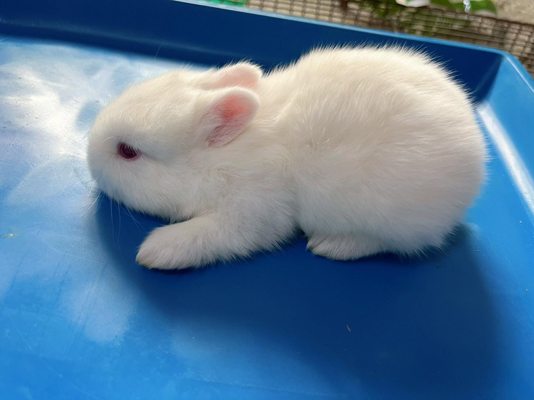 Rabbit photo 2