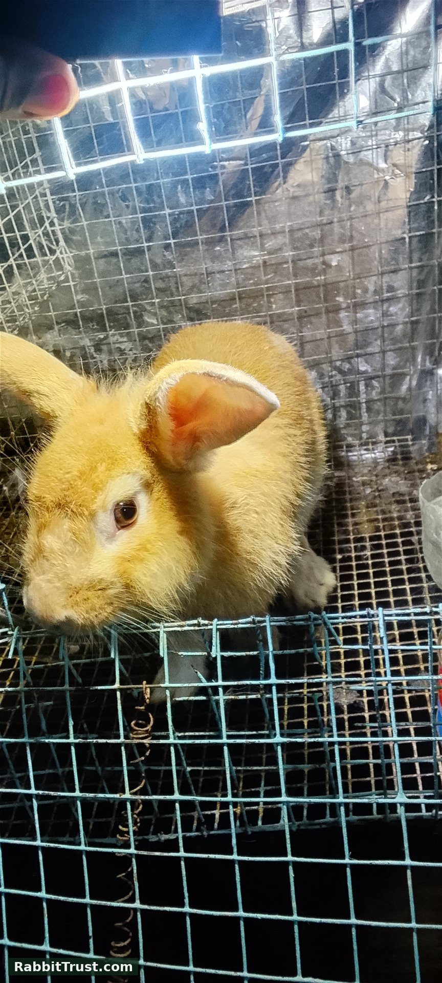 Rabbit photo 5