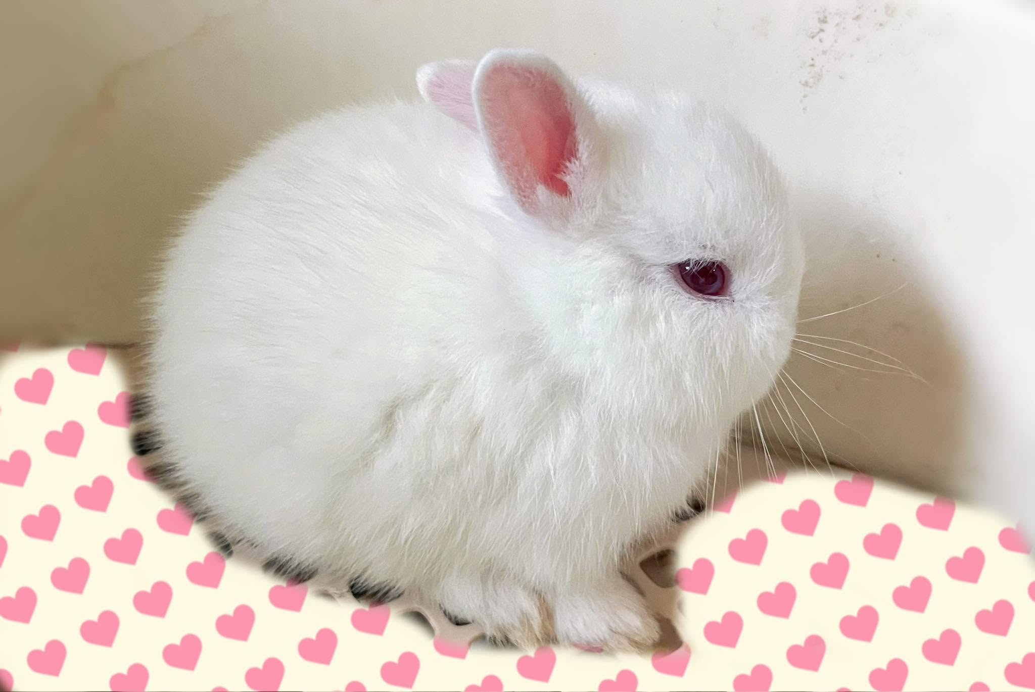 Rabbit photo 3