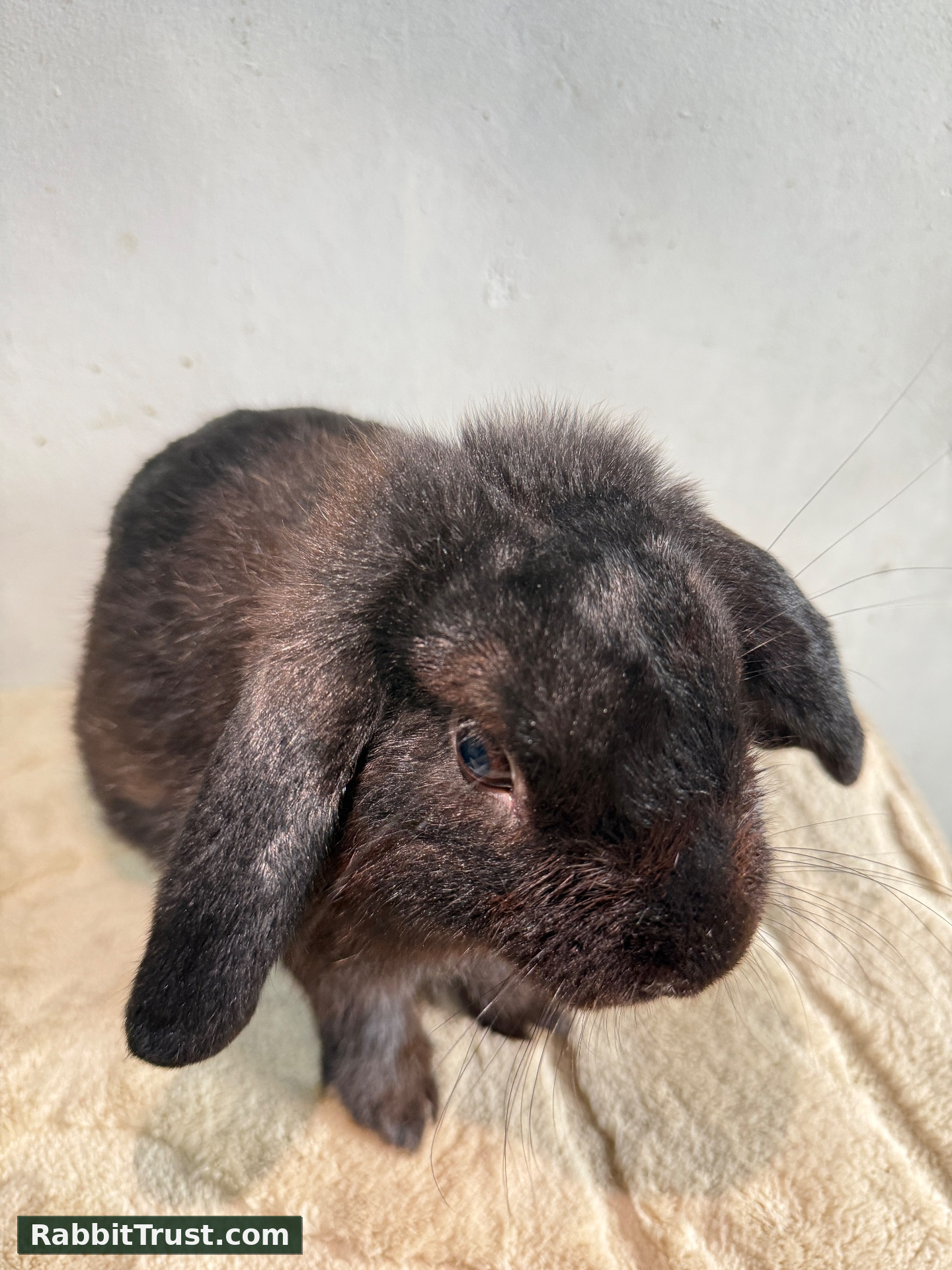 Rabbit photo 2