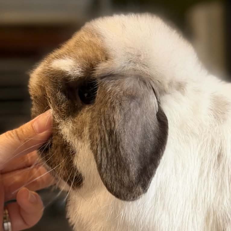 The House of Lops